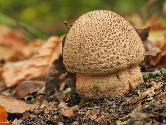 Perlpilz - Amanita rubescens