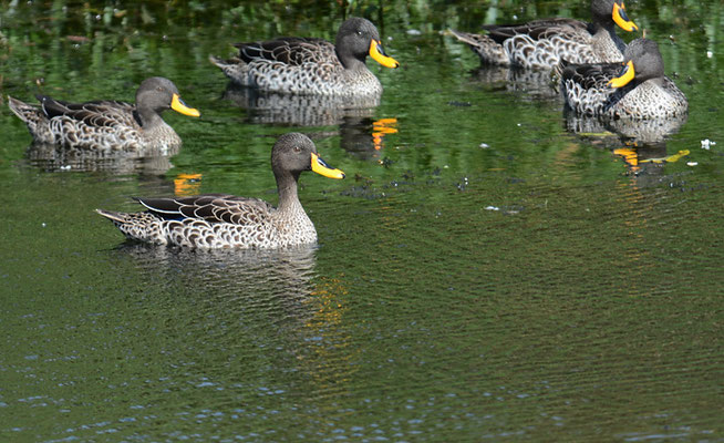 GELBSCHNABELENTE, YELLOW-BILLED DUCK, ANAS UNDULATA