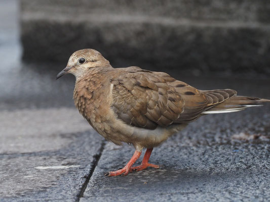 OHRFLECKTAUBE, EARED DOVE - ZENAIDA AURICULATA