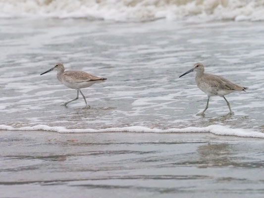Schlammtreter, Willet - Tringa semipalmata