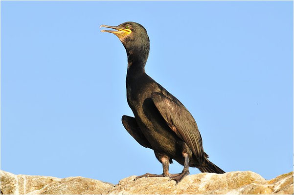 KRÄHENSCHARBE, SHAG, PHALACROCORAX ARISTOTELIS