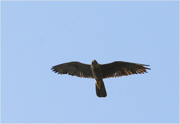 LANNER, LANNER FALCON, FALCO BIARMICUS