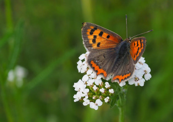 Kleiner Feuerfalter, Lycaena phlaeas