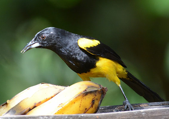 SCHWARZKLEIDTRUPIAL, BLACK-COWLED ORIOLE, ICTERUS PROSTHEMELAS