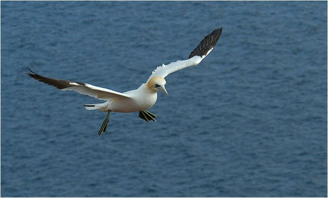 BASSTÖLPEL, GANNET, MORUS BASSANUS