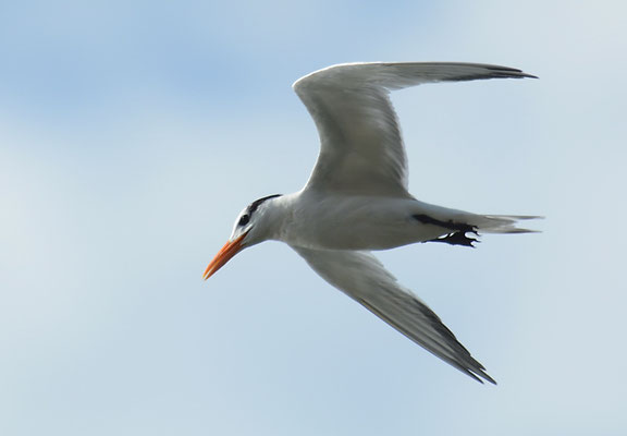 KÖNIGSSEESCHWALBE, ROYAL TERN, THALASSEUS MAXIMUS