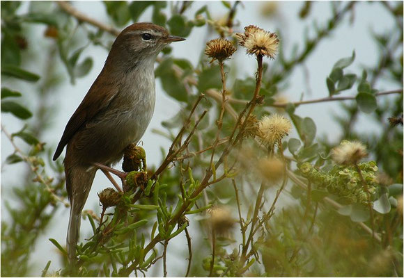 SEIDENSÄNGER, CETTI´S WARBLER, CETTIA CETTI