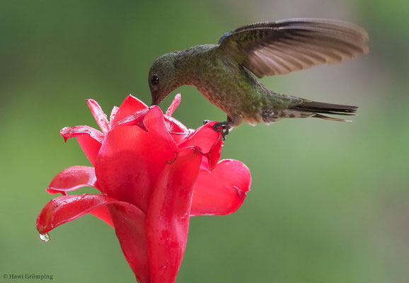 SCHUPPENBRUSTKOLIBRI, SCALY-BREASTED HUMMINGBIRD, PHAEOCHROA CUVIERII