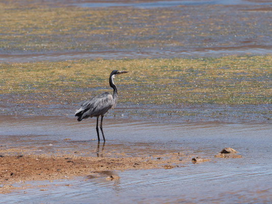 Schwarzhalsreiher, Black-headed heron - Ardea melanocephala