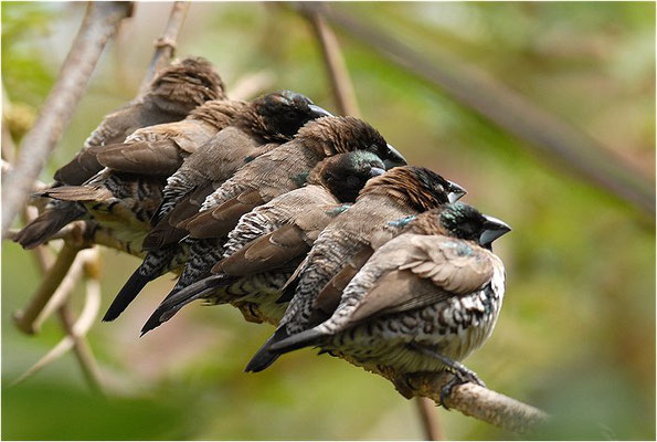 KLEINELSTERCHEN, BRONZE MANNIKIN, LONCHURA CUCULLATA