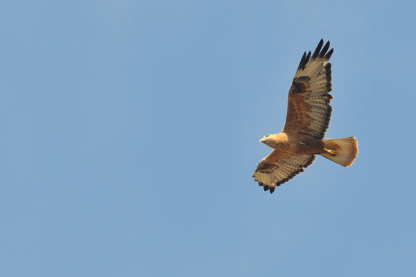 ADLERBUSSARD, LONG-LEGGED BUZZARD, BUTEO RUFINUS