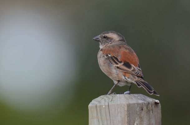 KAPSPERLING, CAPE SPARROW, PASSER MELANURUS