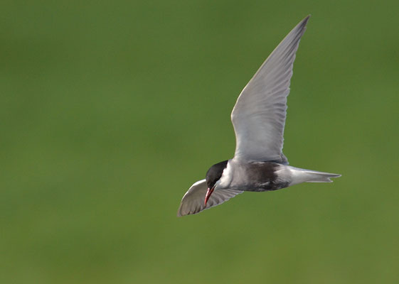 WEISSBARTSEESCHWALBE, WHISKERED TERN,  CHLIDONIAS HYBRIDA
