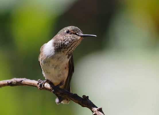 VULKANELFE, VOLCANO HUMMINGBIRD, SELASPHORUS FLAMMULA