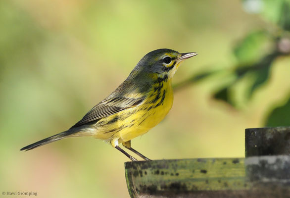 ROSTSCHEITEL-WALDSÄNGER, PRAIRIE WARBLER, DENDROICA DISCOLOR