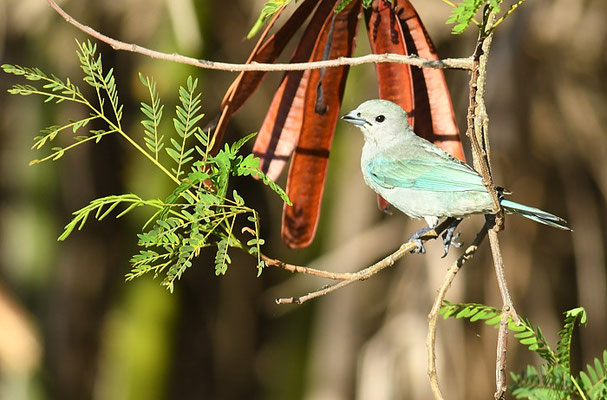 SAYACATANGARE, SAYACA TANAGER, THRAUPIS SAYACA