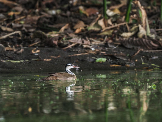Zwergbinsenralle, Sungrebe - Heliornis fulica