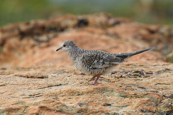 SCHUPPENTÄUBCHEN, SCALED DOVE, COLUMBINA SQUAMMATA