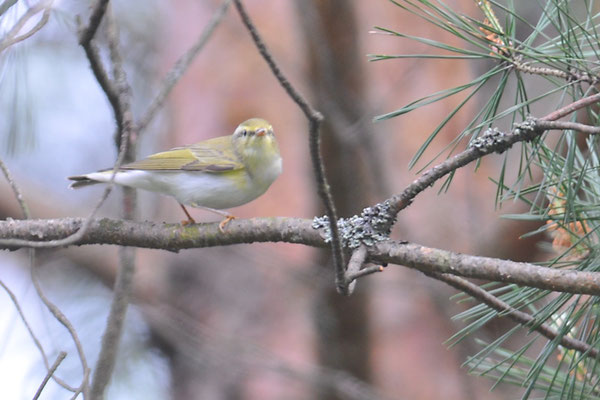 WALDLAUBSÄNGER, WOOD WARBLER,  PHYLLOSCOPOS SIBILATRIX