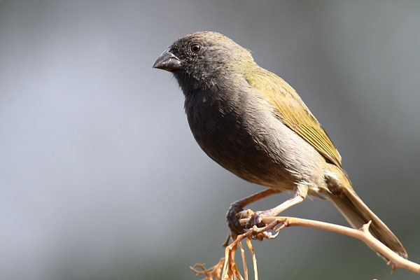 SCHWARZGESICHTCHEN, BLACK-FACED GRASSQUIT, TIARIS BICOLOR