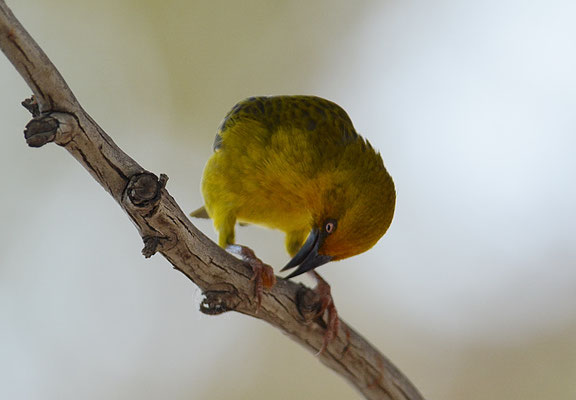 KAPWEBER, CAPE WEAVER, PLOCEUS CAPENSIS