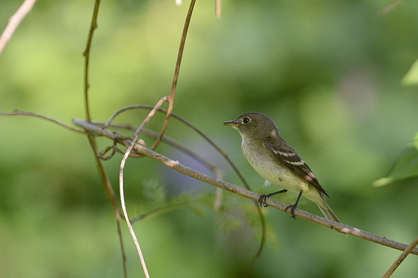 KIEFERNTYRANN, PINE FLYCATCHER, EMPIDONAX AFFINIS
