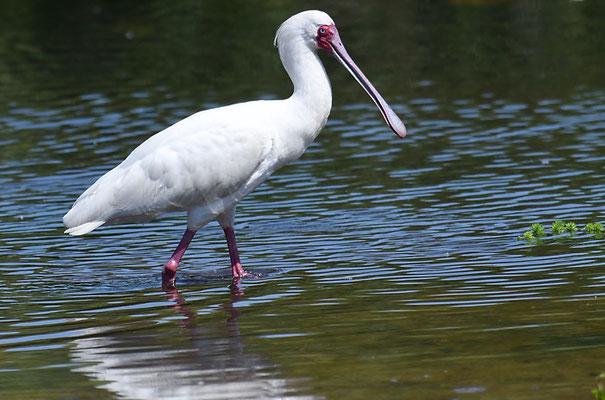 AFRIKANISCHER LÖFFLER, AFRICAN SPOONBILL, PLATALEA ALBA