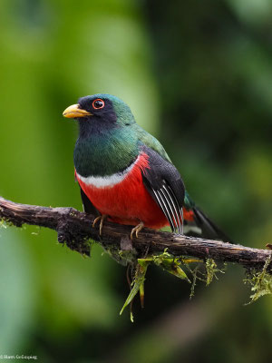 MASKENTROGON, MASKED TROGON - TROGON PERSONATUS