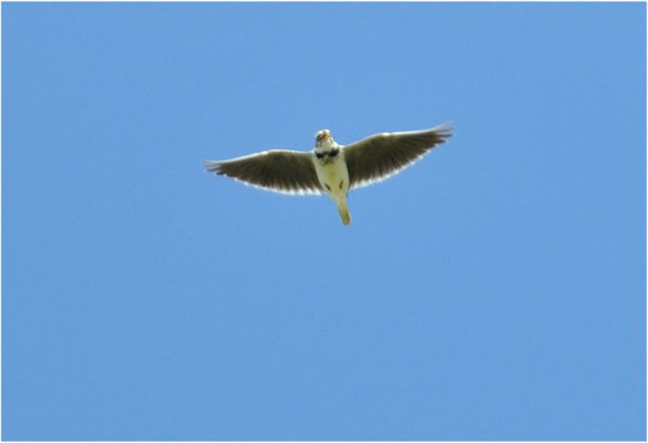 KALANDERLERCHE, CALANDRA LARK, MELANOCORYPHA CALANDRA