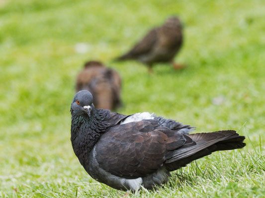 STRASSENTAUBE, ROCK PIGEON - COLUMBA LIVIA
