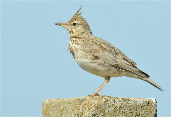 HAUBENLERCHE, CRESTED LARK, GALERIDA CRISTATA