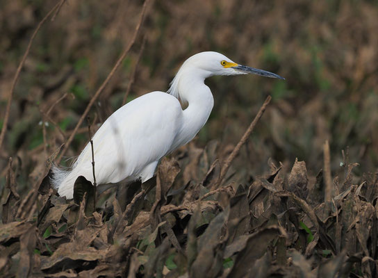 SCHMUCKREIHER, SNOWY EGRET, EGRETTA THULA