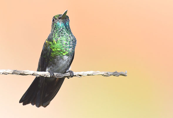 GLANZAMAZILIE, VERSICOLORED  EMERALD, AMAZILIA VERSICOLOR