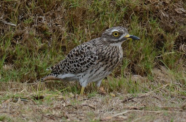 WAFFENKIEBITZ, BLACKSMITH LAPWING, VANELLUS ARMATUS