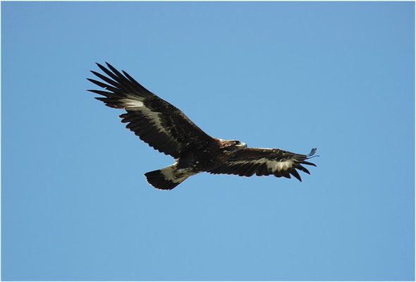STEINADLER, GOLDEN EAGLE, AQUILA CHRYSAETOS