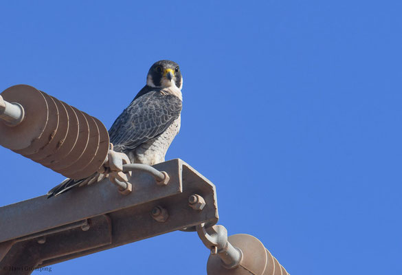 WANDERFALKE, PEREGRINE FALCON, FALCO PEREGRINUS