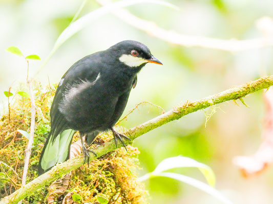 Schwarzklarino, Black Solitaire - Entomodestes coracinus