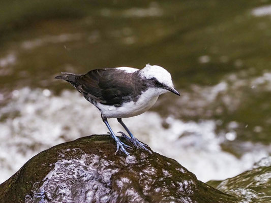 WEISSKOPF-WASSERAMSEL, WHITE-CAPPED DIPPER - CINCLUS LEUCOCEPHALU