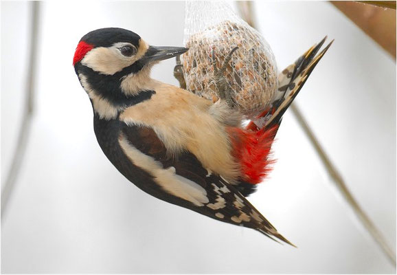 BUNTSPECHT, GREAT SPOTTED WOODPECKER, DENDROCOPOS MAJOR