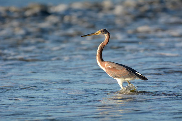 DREIFARBENREIHER, TRICOLORED HERON, EGRETTA TRICOLOR
