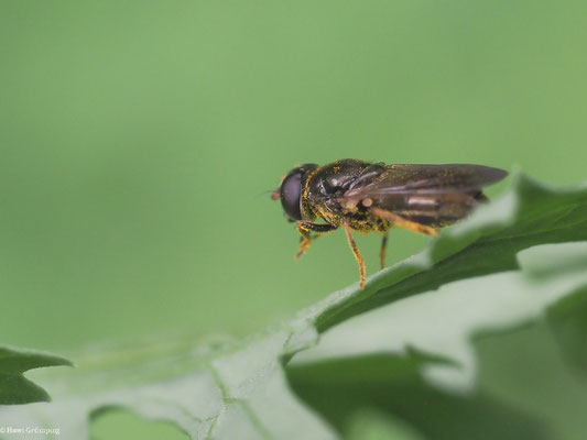 GRÖSSERE ERZSCHWEBFLIEGE, CHEILOSIA BERGENSTAMM