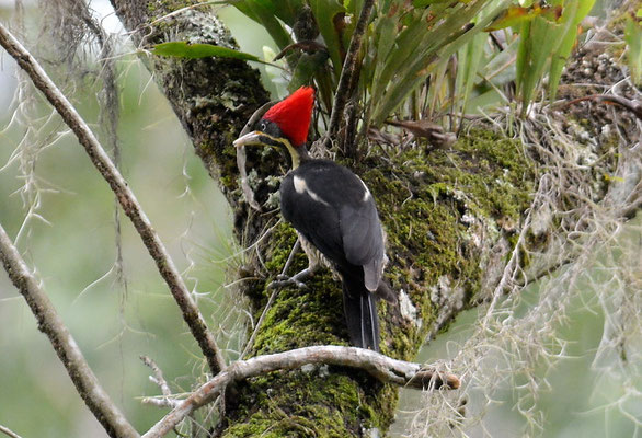 LINIENSPECHT, LINEATED WOODPECKER, DRYOCOPUS LINEATUS