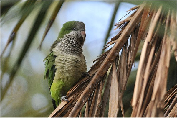 MÖNCHSSITTICH, MONK PARAKEET, MYIOPSITTA MONACHUS