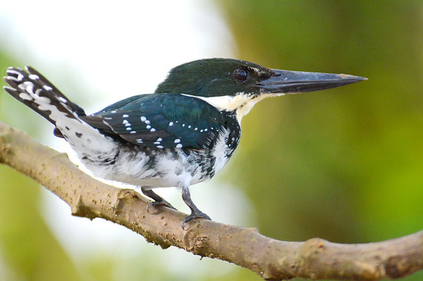 GRÜNFISCHER, GREEN KINGFISHER, CHLOROCERYLE AMERICANA