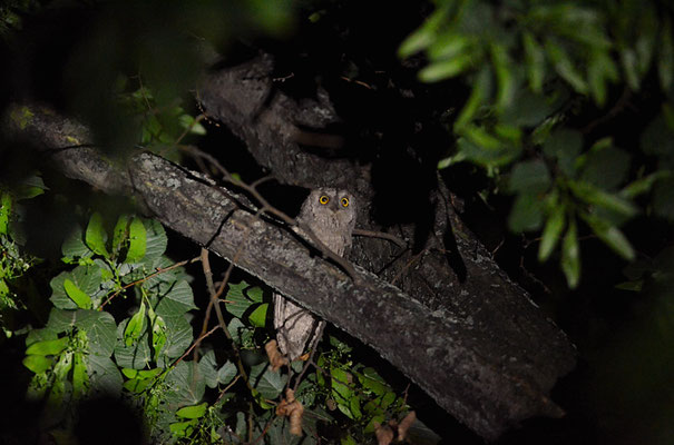 ZWERGOHREULE, SCOPS OWL, OTUS SCOPS