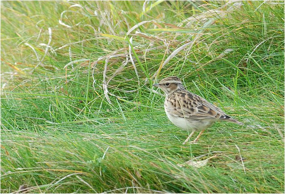 HEIDELERCHE, WOODLARK, LULLULA ARBOREA