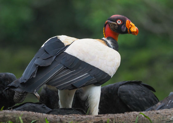 KÖNIGSGEIER, KING VULTURE, SARCORAMPHUS PAPA