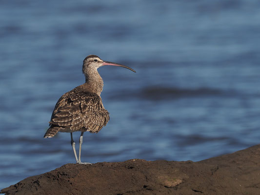 REGENBRACHVOGEL, WHIMBREL, NUMENIUS PHAEOPUS