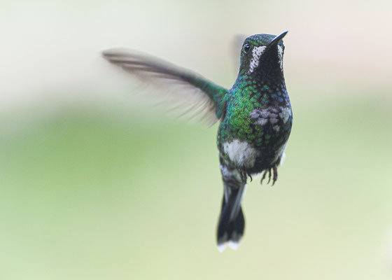 GRÜNE FADENELFE, GREEN THORNTAIL, DICOSURA CONVERSII - COSTA RICA