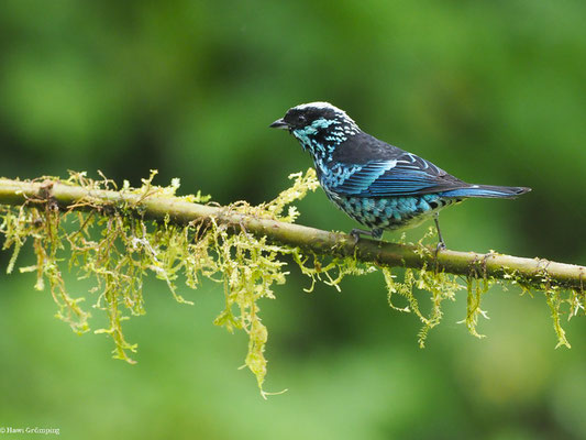 SILBERFLECKENTANGARE, BERYL-SPANGLED TANAGER - TANGARA NIGROVIRIDIS